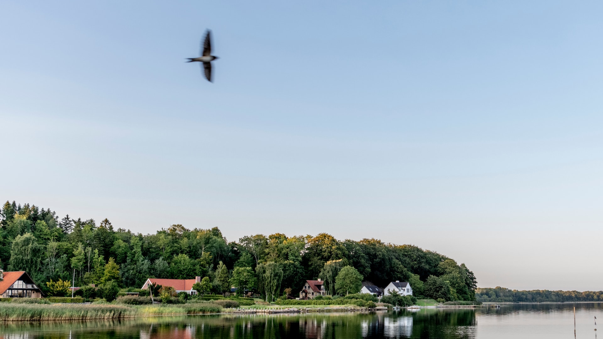 Himmerland med hav og fugl