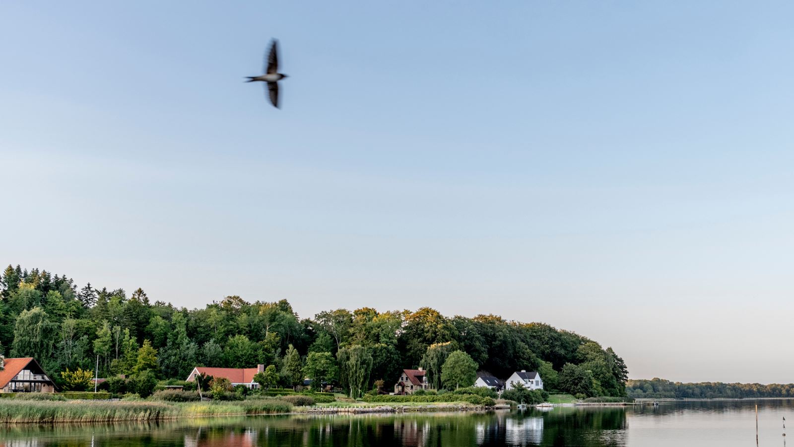 Himmerland med hav og fugl