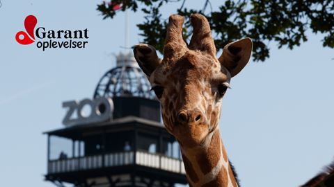 Tårnet i KBH Zoo og giraf