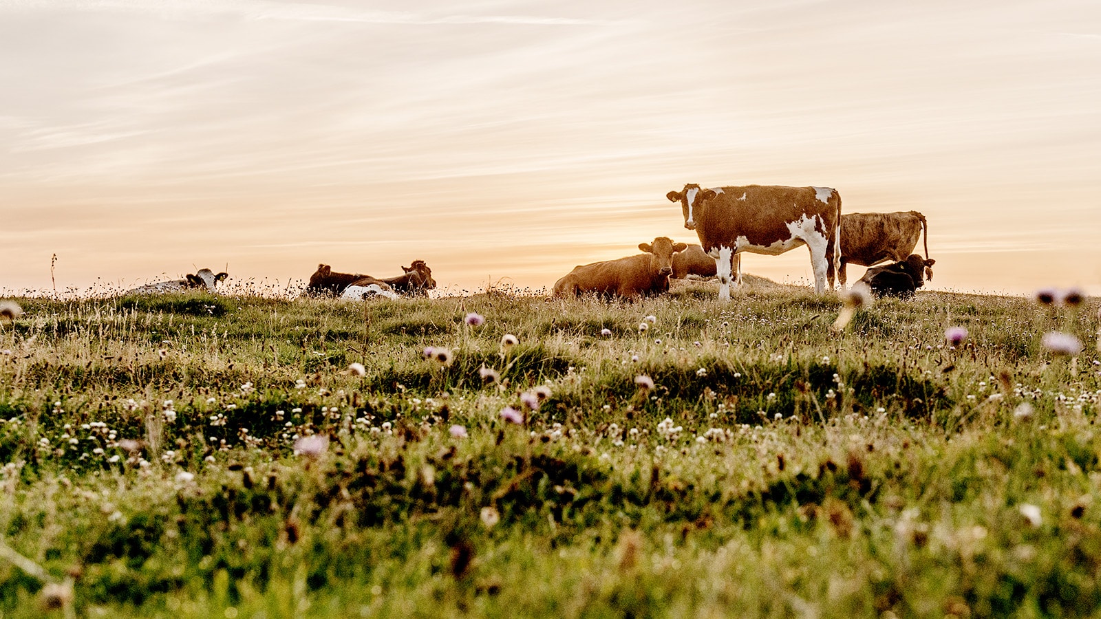 Køer græsser på natureng